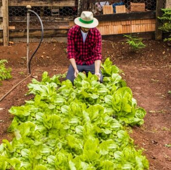 person tending to spinach plants